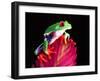 Red Eye Tree Frog on Bromeliad, Native to Central America-David Northcott-Framed Premium Photographic Print