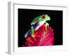 Red Eye Tree Frog on Bromeliad, Native to Central America-David Northcott-Framed Premium Photographic Print