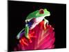 Red Eye Tree Frog on Bromeliad, Native to Central America-David Northcott-Mounted Premium Photographic Print