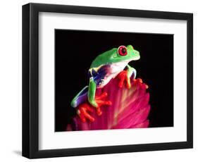 Red Eye Tree Frog on Bromeliad, Native to Central America-David Northcott-Framed Photographic Print