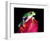 Red Eye Tree Frog on Bromeliad, Native to Central America-David Northcott-Framed Photographic Print