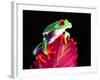 Red Eye Tree Frog on Bromeliad, Native to Central America-David Northcott-Framed Photographic Print