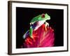 Red Eye Tree Frog on Bromeliad, Native to Central America-David Northcott-Framed Photographic Print