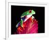 Red Eye Tree Frog on Bromeliad, Native to Central America-David Northcott-Framed Photographic Print