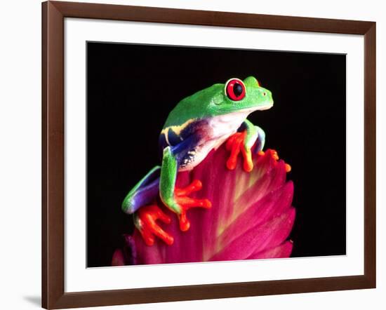 Red Eye Tree Frog on Bromeliad, Native to Central America-David Northcott-Framed Photographic Print