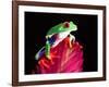 Red Eye Tree Frog on Bromeliad, Native to Central America-David Northcott-Framed Photographic Print