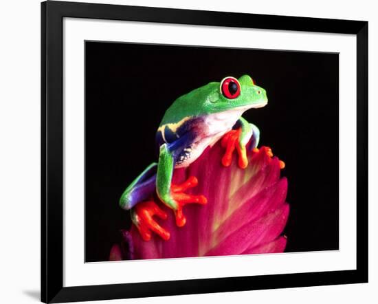 Red Eye Tree Frog on Bromeliad, Native to Central America-David Northcott-Framed Photographic Print