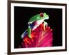 Red Eye Tree Frog on Bromeliad, Native to Central America-David Northcott-Framed Photographic Print