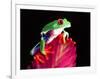 Red Eye Tree Frog on Bromeliad, Native to Central America-David Northcott-Framed Photographic Print