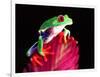 Red Eye Tree Frog on Bromeliad, Native to Central America-David Northcott-Framed Photographic Print