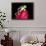 Red Eye Tree Frog on Bromeliad, Native to Central America-David Northcott-Framed Photographic Print displayed on a wall