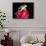 Red Eye Tree Frog on Bromeliad, Native to Central America-David Northcott-Mounted Photographic Print displayed on a wall