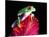Red Eye Tree Frog on Bromeliad, Native to Central America-David Northcott-Mounted Photographic Print