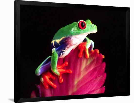 Red Eye Tree Frog on Bromeliad, Native to Central America-David Northcott-Framed Photographic Print