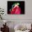 Red Eye Tree Frog on Bromeliad, Native to Central America-David Northcott-Photographic Print displayed on a wall