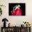 Red Eye Tree Frog on Bromeliad, Native to Central America-David Northcott-Photographic Print displayed on a wall