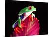 Red Eye Tree Frog on Bromeliad, Native to Central America-David Northcott-Stretched Canvas