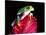 Red Eye Tree Frog on Bromeliad, Native to Central America-David Northcott-Stretched Canvas