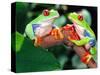 Red Eye Tree Frog Pair, Native to Central America-David Northcott-Stretched Canvas