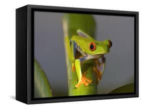 Red-Eyed Leaf Frog-Bob Krist-Framed Stretched Canvas