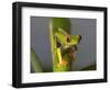 Red-Eyed Leaf Frog-Bob Krist-Framed Photographic Print