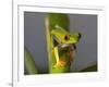 Red-Eyed Leaf Frog-Bob Krist-Framed Photographic Print