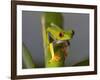 Red-Eyed Leaf Frog-Bob Krist-Framed Photographic Print