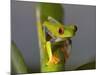 Red-Eyed Leaf Frog-Bob Krist-Mounted Photographic Print