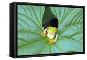 Red-Eyed Tree Frog (Agalychins Callydrias) Emerging from a Leaf, Costa Rica-Marco Simoni-Framed Stretched Canvas