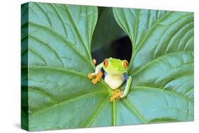 Red-Eyed Tree Frog (Agalychins Callydrias) Emerging from a Leaf, Costa Rica-Marco Simoni-Stretched Canvas