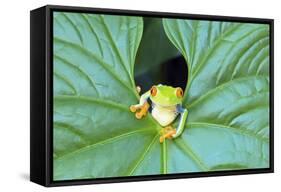 Red-Eyed Tree Frog (Agalychins Callydrias) Emerging from a Leaf, Costa Rica-Marco Simoni-Framed Stretched Canvas