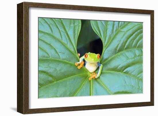 Red-Eyed Tree Frog (Agalychins Callydrias) Emerging from a Leaf, Costa Rica-Marco Simoni-Framed Photographic Print