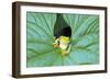 Red-Eyed Tree Frog (Agalychins Callydrias) Emerging from a Leaf, Costa Rica-Marco Simoni-Framed Photographic Print