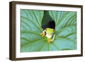 Red-Eyed Tree Frog (Agalychins Callydrias) Emerging from a Leaf, Costa Rica-Marco Simoni-Framed Photographic Print