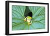 Red-Eyed Tree Frog (Agalychins Callydrias) Emerging from a Leaf, Costa Rica-Marco Simoni-Framed Photographic Print