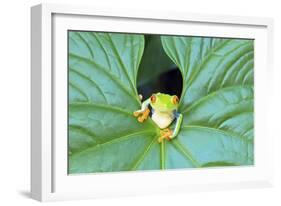 Red-Eyed Tree Frog (Agalychins Callydrias) Emerging from a Leaf, Costa Rica-Marco Simoni-Framed Photographic Print