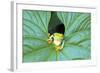 Red-Eyed Tree Frog (Agalychins Callydrias) Emerging from a Leaf, Costa Rica-Marco Simoni-Framed Photographic Print