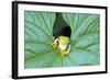 Red-Eyed Tree Frog (Agalychins Callydrias) Emerging from a Leaf, Costa Rica-Marco Simoni-Framed Photographic Print