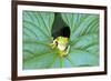 Red-Eyed Tree Frog (Agalychins Callydrias) Emerging from a Leaf, Costa Rica-Marco Simoni-Framed Photographic Print