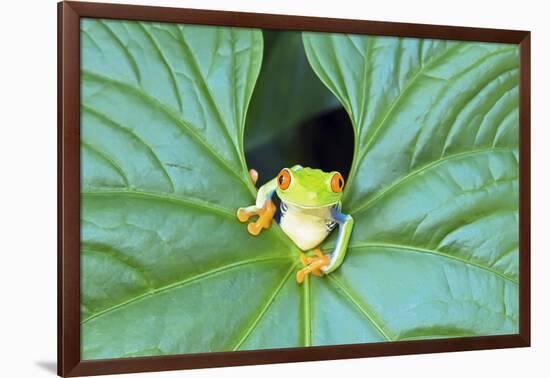 Red-Eyed Tree Frog (Agalychins Callydrias) Emerging from a Leaf, Costa Rica-Marco Simoni-Framed Photographic Print