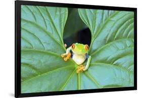 Red-Eyed Tree Frog (Agalychins Callydrias) Emerging from a Leaf, Costa Rica-Marco Simoni-Framed Photographic Print