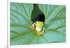 Red-Eyed Tree Frog (Agalychins Callydrias) Emerging from a Leaf, Costa Rica-Marco Simoni-Framed Premium Photographic Print