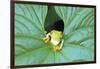 Red-Eyed Tree Frog (Agalychins Callydrias) Emerging from a Leaf, Costa Rica-Marco Simoni-Framed Premium Photographic Print