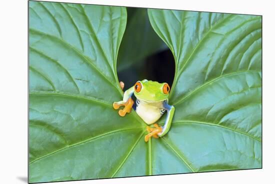 Red-Eyed Tree Frog (Agalychins Callydrias) Emerging from a Leaf, Costa Rica-Marco Simoni-Mounted Premium Photographic Print