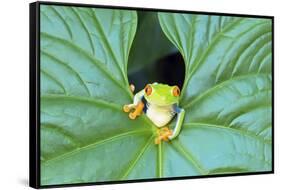 Red-Eyed Tree Frog (Agalychins Callydrias) Emerging from a Leaf, Costa Rica-Marco Simoni-Framed Stretched Canvas