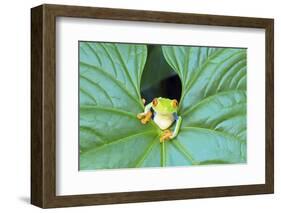 Red-Eyed Tree Frog (Agalychins Callydrias) Emerging from a Leaf, Costa Rica-Marco Simoni-Framed Photographic Print