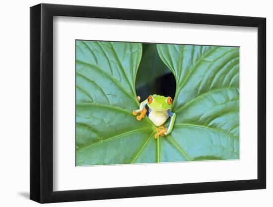 Red-Eyed Tree Frog (Agalychins Callydrias) Emerging from a Leaf, Costa Rica-Marco Simoni-Framed Photographic Print