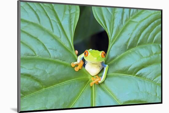 Red-Eyed Tree Frog (Agalychins Callydrias) Emerging from a Leaf, Costa Rica-Marco Simoni-Mounted Photographic Print