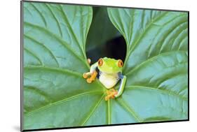 Red-Eyed Tree Frog (Agalychins Callydrias) Emerging from a Leaf, Costa Rica-Marco Simoni-Mounted Photographic Print