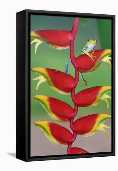 Red-Eyed Tree Frog (Agalychins Callydrias) on a Heliconia (Heliconoa Stricta) Flower, Costa Rica-Marco Simoni-Framed Stretched Canvas